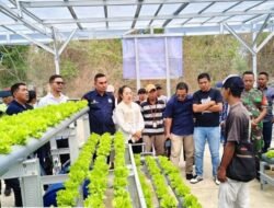 Petani Milenial Muda Berkarya Desa Batu Cermin Sukses Kembangkan Pertanian Hidroponik