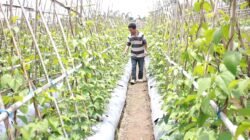 Petani di Manggarai Ikut Rasakan Manfaat Program MBG