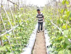 Petani di Manggarai Ikut Rasakan Manfaat Program MBG